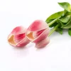 Bouquet De 6 Tulipanes Rosas