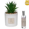 Coffret Cactus C/Ambientador 10x10Cm