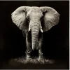 Cuadro Decorativo Elefante 100x100Cm