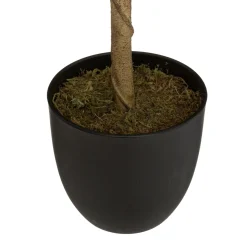 Limonero Con Maceta 73Cm