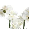 Maceta Cerámica Blanca C/Orquídea 53Cm