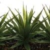 Maceta C/3 Plantas Áloe Vera 31x16x17Cm