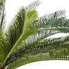 Palmera Artificial Con Maceta 72Cm