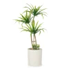 Palmera C/Maceta De Cemento 16x22x38Cm