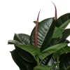 Planta Ficus Verde Oscuro 120Cm