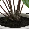Planta Maranta C/Maceta Y Soporte 32Cm
