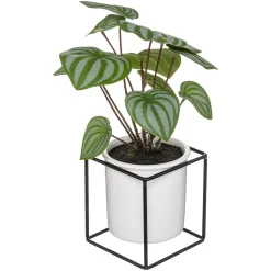 Planta Maranta C/Maceta Y Soporte 32Cm