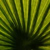 Planta Palmera Artificial 180Cm