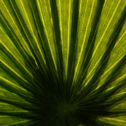 Planta Palmera Artificial 180Cm