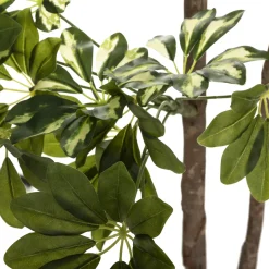 Planta Schefflera Con Maceta 130Cm