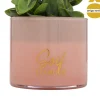 Planta suculenta TAYLI de vidrio 18 cm