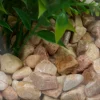 Terrario con plantas artificiales 23cm